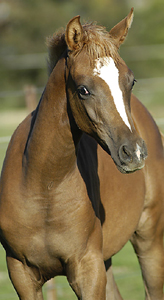 Ashika as a weanling
