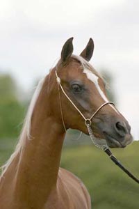 Azima at the 2004 Feature Show