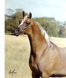 Ashika in 2005