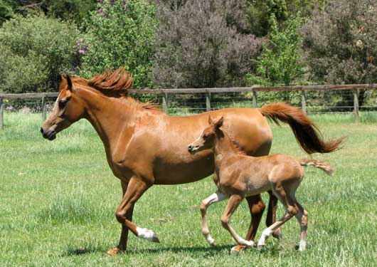 Brandi and Exotika