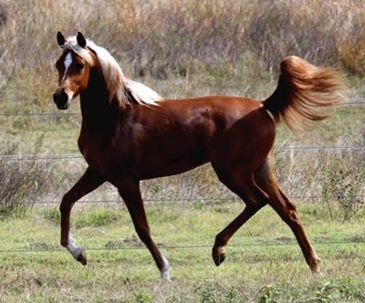 Saafina