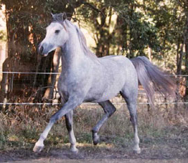 Madaan at two - click to see enlarged