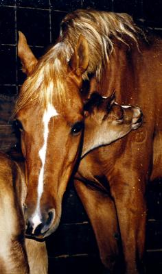 Marieshaah with foal