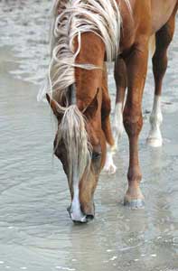 Valor - click to see enlarged