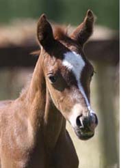 Verve at 5 days old